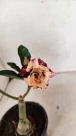 ENXERTO 12478 – 20cm (cor LM 827)