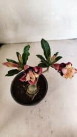 ENXERTO 12478 – 20cm (cor LM 827) - Imagem 5