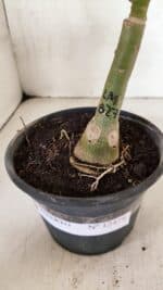 ENXERTO 12478 – 20cm (cor LM 827) - Imagem 8