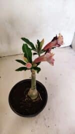 ENXERTO 12478 – 20cm (cor LM 827) - Imagem 7