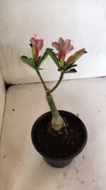 ENXERTO 12478 – 20cm (cor LM 827) - Imagem 6