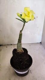 ENXERTO 12479 – 20cm (cor LM 315) - Imagem 2