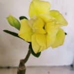 ENXERTO 12479 – 20cm (cor LM 315)