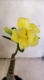 ENXERTO 12479 – 20cm (cor LM 315)