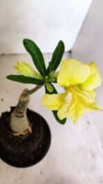 ENXERTO 12479 – 20cm (cor LM 315) - Imagem 4