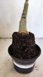 ENXERTO 12479 – 20cm (cor LM 315) - Imagem 6