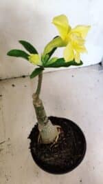 ENXERTO 12479 – 20cm (cor LM 315) - Imagem 5