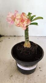 ENXERTO 12480 – 20cm (cor LM 1013) - Imagem 2