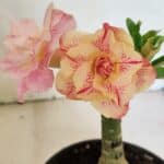 ENXERTO 12480 – 20cm (cor LM 1013)