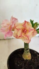 ENXERTO 12480 – 20cm (cor LM 1013)