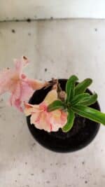 ENXERTO 12480 – 20cm (cor LM 1013) - Imagem 4