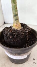 ENXERTO 12480 – 20cm (cor LM 1013) - Imagem 6