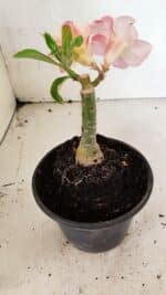 ENXERTO 12480 – 20cm (cor LM 1013) - Imagem 5