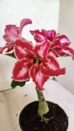 ENXERTO 12481 – 20cm (cor LM 887)