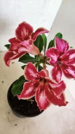 ENXERTO 12481 – 20cm (cor LM 887) - Imagem 4