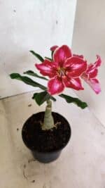 ENXERTO 12481 – 20cm (cor LM 887) - Imagem 5