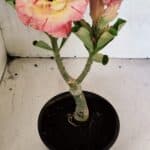 ENXERTO 12482 – 20cm (cor LM 582)