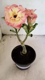 ENXERTO 12482 – 20cm (cor LM 582)