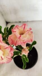 ENXERTO 12482 – 20cm (cor LM 582) - Imagem 4