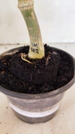 ENXERTO 12482 – 20cm (cor LM 582) - Imagem 5