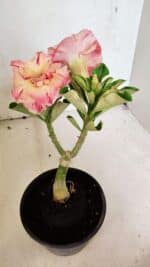 ENXERTO 12482 – 20cm (cor LM 582) - Imagem 3