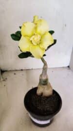 ENXERTO 12483 – 20cm (cor LM 1004) - Imagem 2