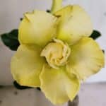 ENXERTO 12483 – 20cm (cor LM 1004)