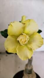 ENXERTO 12483 – 20cm (cor LM 1004)