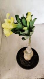 ENXERTO 12483 – 20cm (cor LM 1004) - Imagem 5