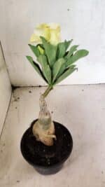 ENXERTO 12483 – 20cm (cor LM 1004) - Imagem 6