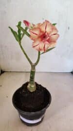 ENXERTO 12484 – 20cm (cor LM 987) - Imagem 2