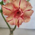 ENXERTO 12484 – 20cm (cor LM 987)