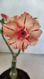 ENXERTO 12484 – 20cm (cor LM 987)