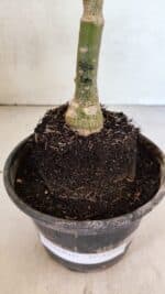 ENXERTO 12484 – 20cm (cor LM 987) - Imagem 6