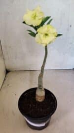 ENXERTO 12485 – 20cm (cor LM 469) - Imagem 2