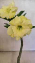 ENXERTO 12485 – 20cm (cor LM 469)