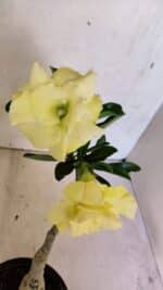 ENXERTO 12485 – 20cm (cor LM 469) - Imagem 4