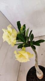 ENXERTO 12485 – 20cm (cor LM 469) - Imagem 5