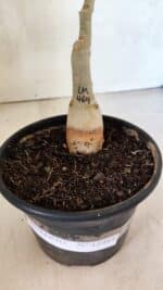 ENXERTO 12485 – 20cm (cor LM 469) - Imagem 7