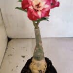 ENXERTO 12486 – 20cm (cor LM 725)