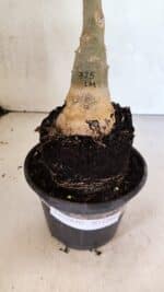 ENXERTO 12486 – 20cm (cor LM 725) - Imagem 4