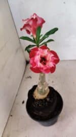 ENXERTO 12486 – 20cm (cor LM 725) - Imagem 3