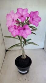 ENXERTO 12487 – 25cm (cor LM 512) - Imagem 2