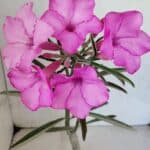 ENXERTO 12487 – 25cm (cor LM 512)