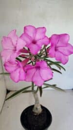 ENXERTO 12487 – 25cm (cor LM 512)