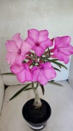 ENXERTO 12487 – 25cm (cor LM 512) - Imagem 3