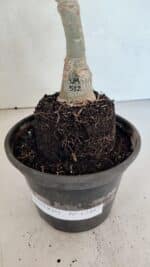 ENXERTO 12487 – 25cm (cor LM 512) - Imagem 6