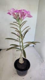 ENXERTO 12487 – 25cm (cor LM 512) - Imagem 5