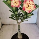 ENXERTO 12488 – 22cm (cor LM 582)