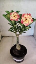 ENXERTO 12488 – 22cm (cor LM 582)